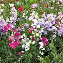 Sweet Pea, 50 Seeds Newly Harvested, Great Cut Flower - £1.55 GBP