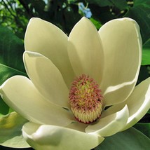 Magnolia Officinalis Houpo Magnolia 5 Seeds Garden - £16.85 GBP