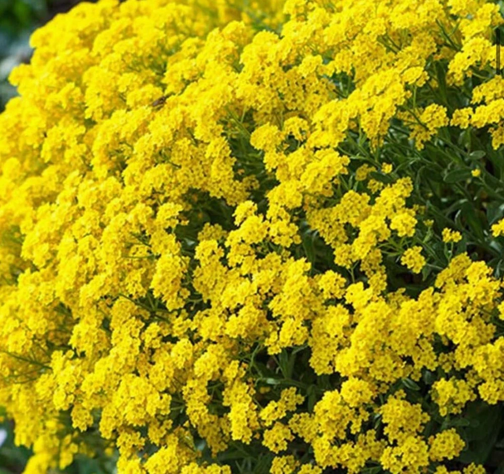 Must‑Have 200+ SEEDS Alyssum Basket of Gold Seeds! - $5.08