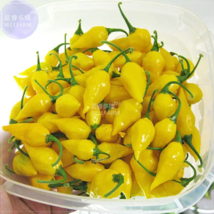  SEED Chili Habanero Lemon Hot Pepper Seeds, 15 seeds - $4.99