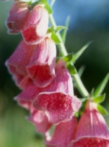 50 Pc Seeds Pink Foxglove Digitalis Flower Plant, Foxglove Seeds for Planting RK - £11.04 GBP