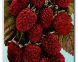 Cluster of Loganberries UNP DB Postcard Z5 - $2.92