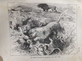 old Engraving Print Historie D´une Ménagerie Ma mere franchit   (Canada) - £13.18 GBP