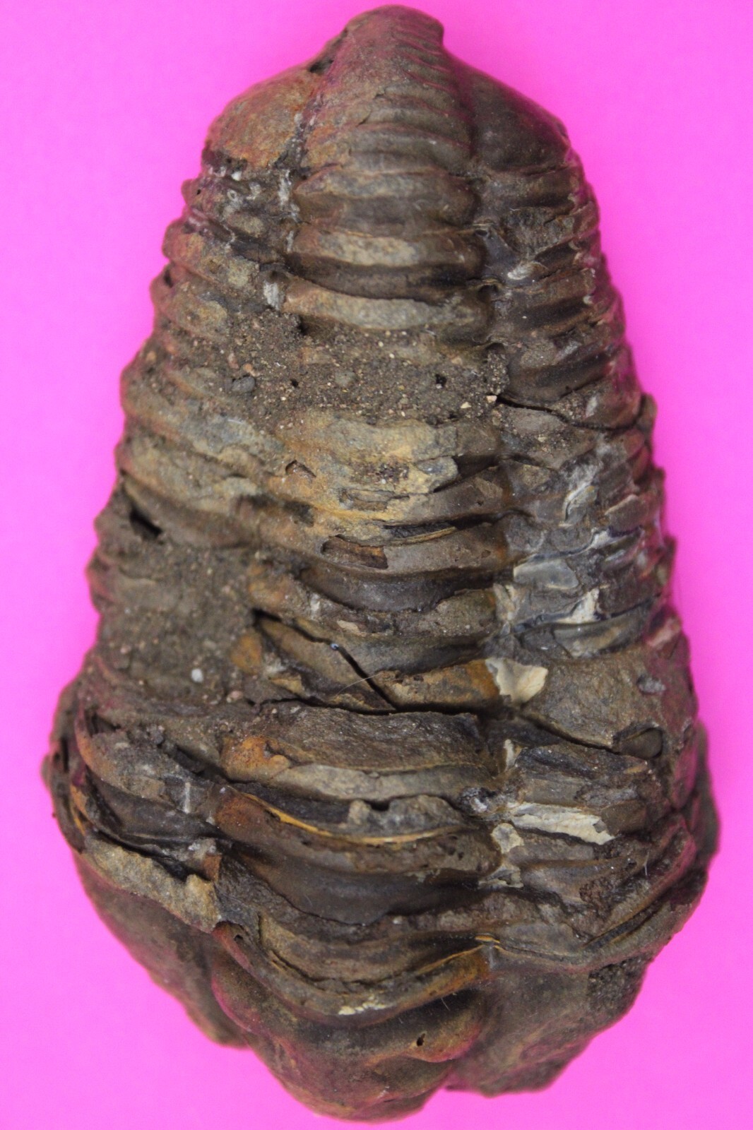Trilobite Fossil 450 Million Years Old Morroco Guaranteed Real Dino Girl... - $29.99