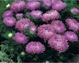 50+ Aster Flower Seeds Milady Lilac A99 Fresh - £8.16 GBP