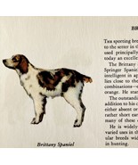 Brittany Spaniel 1939 Dog Breed Art Ole Larsen Color Plate Print Antique... - $29.99