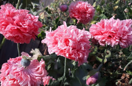 400+Pink Peony Poppy Seeds+Giant Blooms+BUY 2 GET 1 FREE+FREE SEED Offer - £6.24 GBP