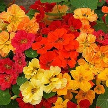 THJAR Nasturtium Whirlybird Double Mix Dwarf 12&quot;&quot; Multicolor Fragrant Edible 20  - $4.48