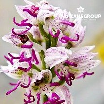 ORCHIS SIMIA “MONKEY ORCHID” EUROPEAN TERRESTRIAL ORCHID TUBER - $27.00