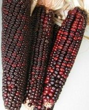 LKS Red Corn Seeds 100 Bloody Butcher High Protein Bread Flour 1840 Home... - $9.49 CAD