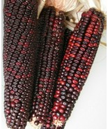 LKS Red Corn Seeds 100 Bloody Butcher High Protein Bread Flour 1840 Home... - €5,92 EUR