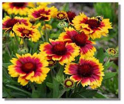 ARIZONA SUN BLANKET FLOWER , 100 SEEDS  BEAUTIFUL BRIGHT LARGE BLOOMS