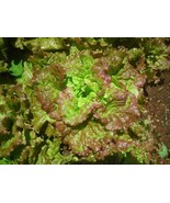 VCS Prizehead Loose Leaf Lettuce 500 Through 5000 Seeds Bulk Grower 45 D... - $18.94 CAD
