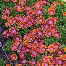20 Ice Plant Fire Spinner Flowers Flower Seeds Spring Summer Organic Col... - $224.62 MXN