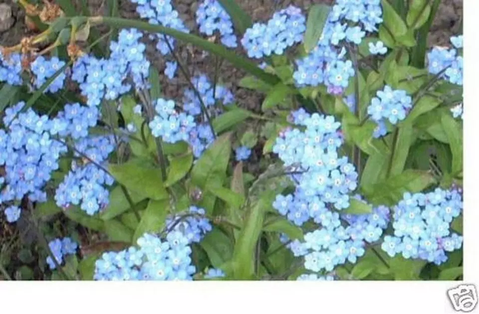 Flower Forget Me Not Chinese Blue 500 Seeds - $9.79