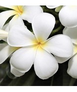  White Yellow HAWAIIAN PLUMERIA FRANJIPANI 8”-12&quot; CUTTING + Angel Trumpet - $15.84