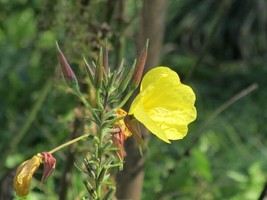 Evegetablening Primrose Common 100 Seeds Heirloom Flower Medicinal Herb ... - $12.99