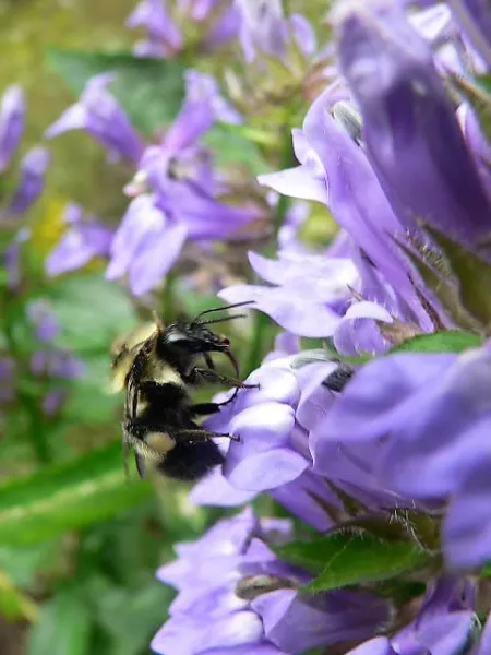 500 Great Blue Lobelia Upright Lobelia Siphilitica Flower Seeds Fresh - £7.99 GBP