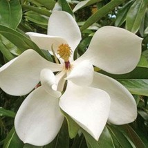 USA SELLER Magnolia Grandiflora Southern Or Large Flowered Magnolia Bull... - £13.54 GBP