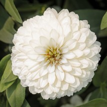 US Seller Zinnia Seeds Zinnia Zydeco White 25 Seeds Fast Shipping - $23.00