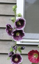 US Seller 25 Purple White Hollyhock Seeds Perennial Giant - £8.69 GBP