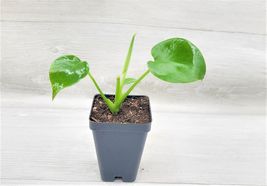 3&quot; Pot Monstera Deliciosa ,Swiss Cheese Live Plant, Evergreen Table Plant - £19.16 GBP