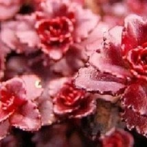 50 Dragon&#39;S Blood Dark Red Sedum Drought Tolerant Perennial Flower Seeds Gardeni - £11.08 GBP