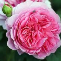 Heirloom Pink Damask Rose Bush Flower 50 PCS Seeds - $9.09