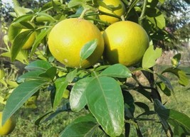 Citrus X Poncirus Dunstan Citrumelo Hardy Grapefruit Tree 5 Seeds Fresh ... - $24.96