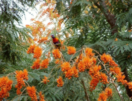 5 Pc Seeds Colvillea racemosa Plant, Colvillea seeds for Planting | RK - £15.10 GBP