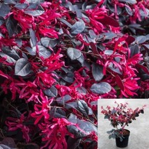 SEPTH Loropetalum Chinensis Rubrum 5Gallon Ever Red Chinese Fringe Flowe... - $73.38