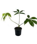 Anthurium Clavigerum by LEAL PLANTS ECUADOR Live Plants| Clavigerum Hear... - £31.55 GBP