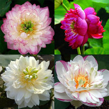 20pcs/pack Lotus Seeds Flowers Nelumbo Nucifera Aquatic Water Plant Pond... - £7.04 GBP