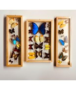 Framed Butterfly Collection With 3 Blue Morphos A+ Quality - $5,572.85 MXN