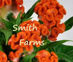 PPA 25+ Seeds Orange Cockscomb Flower Celosia Bright Colorful Blooms - $6.83