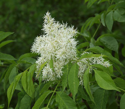 Flowering Ash - Manna Ash - Fraxinus ornus - 25+ seeds W 076 - $1.99