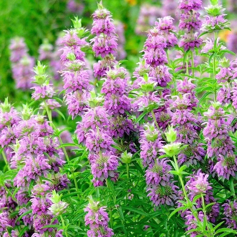 G_S 1000+ Monarda citriodora Seeds-lemon Mint Lemon Bee Balm, 1000 Seeds  - £2.69 GBP