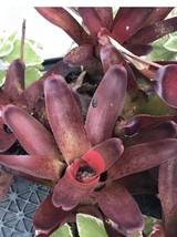 Terrarium Mini 3 pups FIREBALL Pups BROMELIAD Colorful Vivarium Dart Frog - $26.72