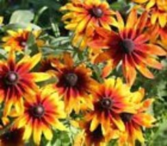 200+ Gloriosa Black Eyed Susan Daisy Seeds - £7.11 GBP