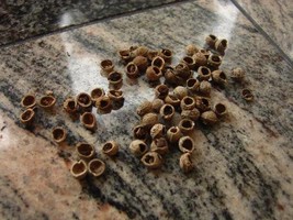 Three Coven Tree Bezoar Stones Magic Antique Goth Witchcraft Wealth Luck... - $433.06 MXN