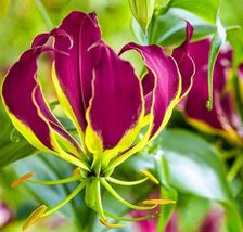 8 Gloriosa Carsonii Rhizomes ,Purple Flame lily ,Free Phytosanitary cert... - £47.90 GBP