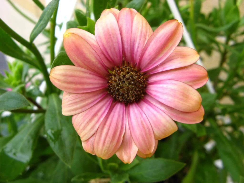 25 SALMON AFRICAN DAISY Dimorphotheca Sinuata Apricot Flower Seeds  Item image 2