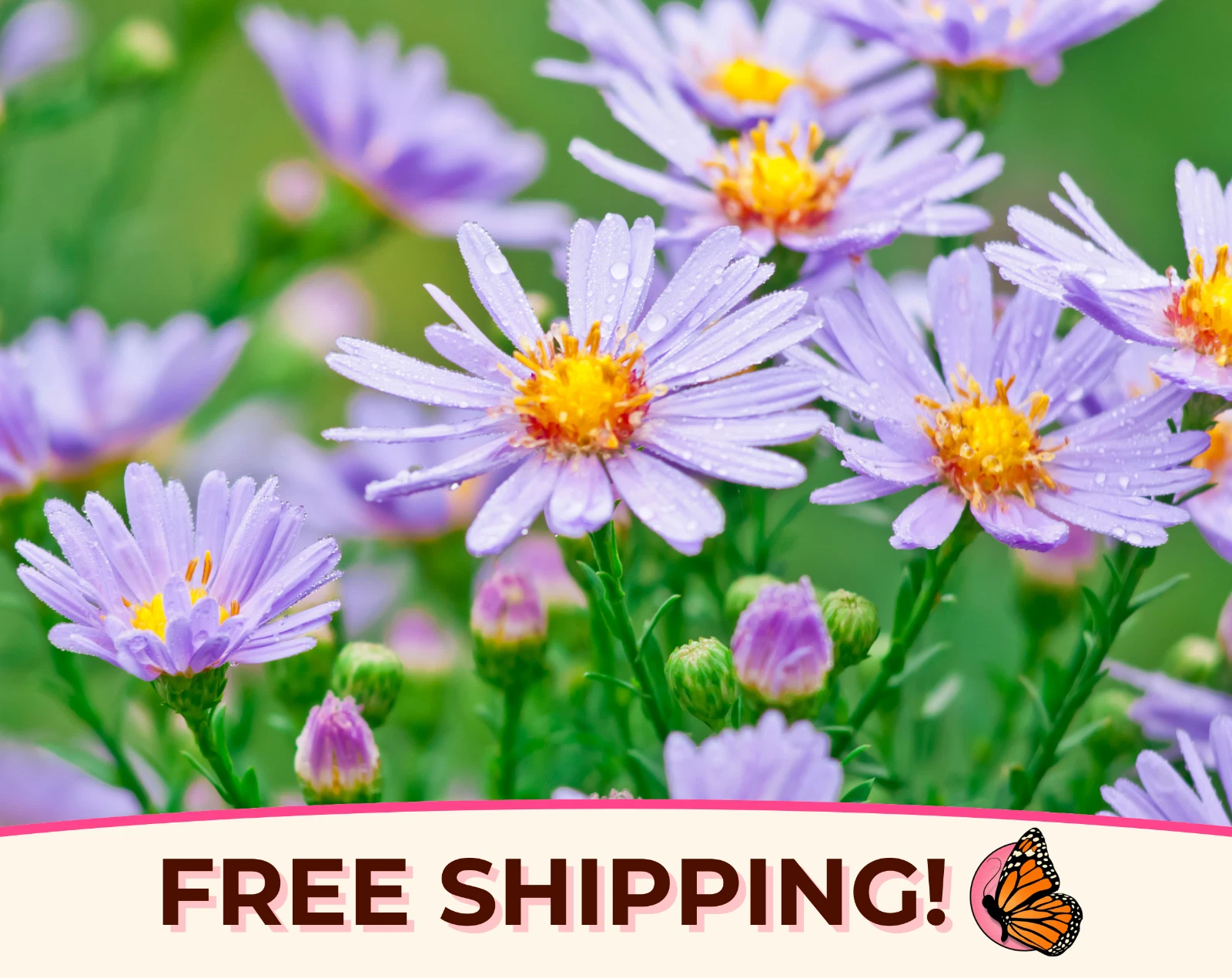 1600+ Smooth Blue Aster Seeds | Native Perennial Wildflower Pollinator G... - $12.39
