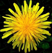 Bloomys 1000 Seeds Dandelion Spring Microgreens Salads Herb Organic Pere... - $9.38