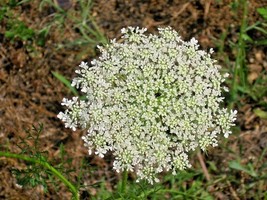 40 Queen Annes Lace Seeds Daucus Carota Fresh New Seeds - $8.76 CAD