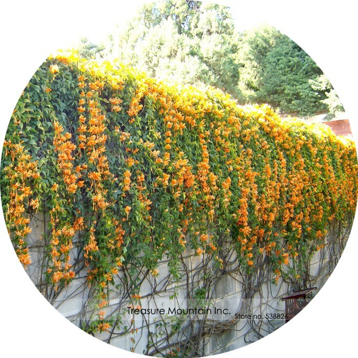 Chinese Orange Pyrostegia Venusta Climbing Seeds - $9.99