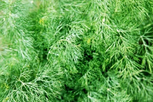 Fern Leaf Dill Non Gmo 300 Seeds - $9.60