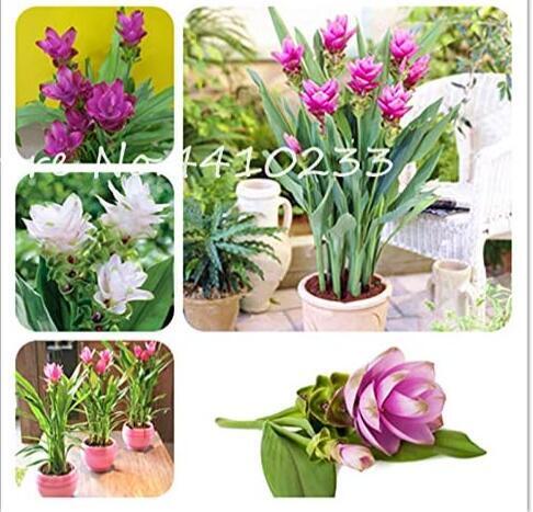 Colorful Curcuma Seed Flower S St Seeds Mixed - $9.99