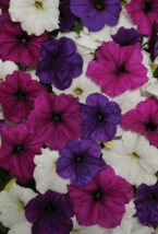 25 Pc Seeds Wave Great Lakes Mix Pelleted Petunia Flower Seeds for Planting | RK - £23.87 GBP