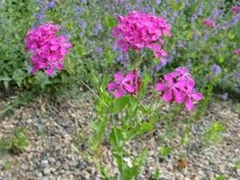 Best Lychnis Alpina 50 Seeds  - £3.80 GBP